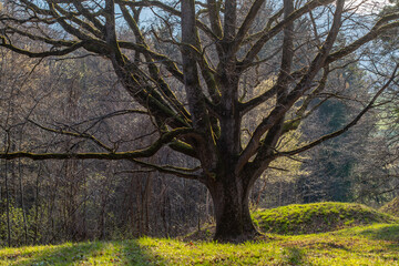 Baumdenkmal bei Weilheim Teck