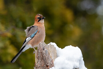 冬のミヤマカケス