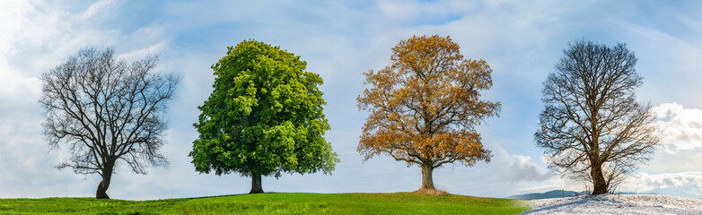 Fototapeta na wymiar Vier Bäume in den Vier Jahreszeiten