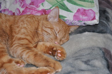red cat sleeps at home on the bed