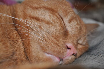 Naklejka na ściany i meble red cat sleeps at home on the bed