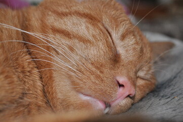 red cat sleeps at home on the bed