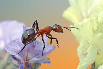 The ant is trying to move from a very small flower to another one. The flowers are very small in size, but next to the ant they seem large.