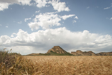 Campo de trigo en Las Bardenas con monte al fondo