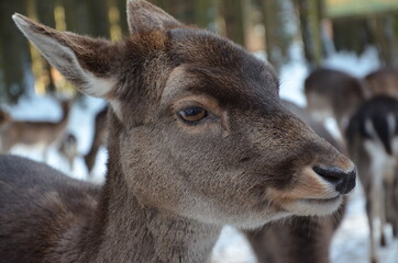 deer close up