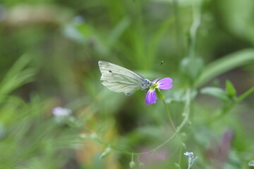 Wunderbare Schmetterlinge auf Blumen