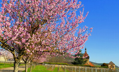 schönes Weingut in der Pfalz mit blühendem rosa Mandelbaum im Frühling  und Weinanbau