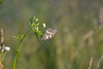 Marbled white, black and white butterfly in the wild
