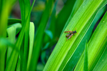 big wasp close-up sitting on background