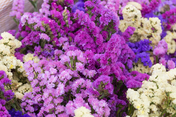 Pink limonium and green branches，Limonium sinense (Girard) Kuntze