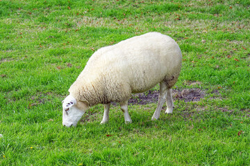 Fototapeta premium Netherlands sheep in a meadow on green grass