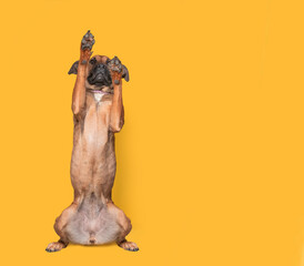 Fototapeta premium cute studio shot of a dog on an isolated background