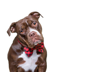 cute dog isolated in a studio shot with a white background
