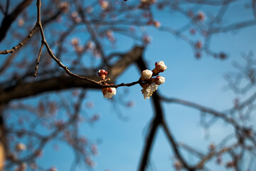 spring flowers