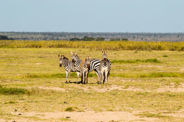 Fototapeta na wymiar Zebra in the tall grass of the savannah