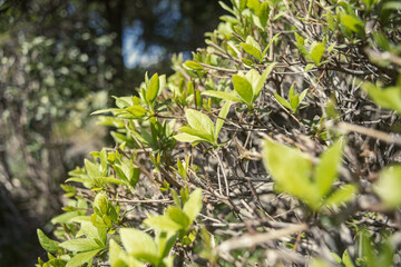 新緑の低床木々