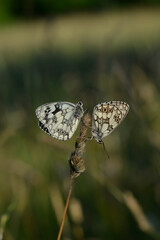Two marbled white, black and white butterfly in the wild