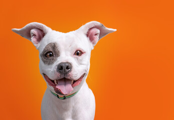 studio shot of a shelter dog on an isolated background