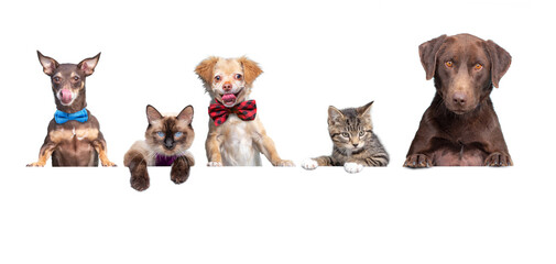 cute dogs and kittens holding a sign on a white isolated background