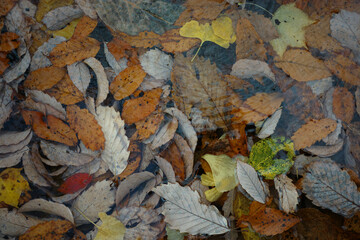 水の中の落ち葉