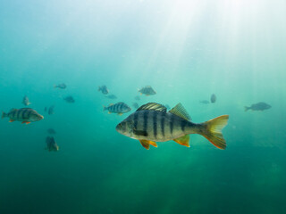 Big perch swimming underwater with school of fish in the background