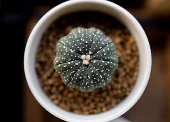 
Cactus of astrophytum in white ceramic pot, top view for decoration.