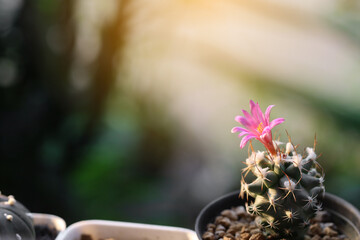 Cactus of Turbinicarpus, beautiful pink blossoms with sunlight in the morning.