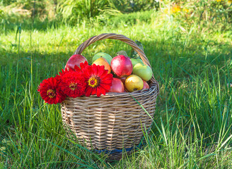 Wicker basket with ripe apples and pears and bunch of red zinnia flowers on green lawn in summer...