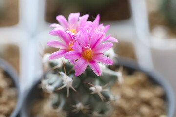 Cactus of Turbinicarpus with beautiful pink blossoms. Side view, selective and soft focus. Close up.