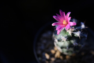 Cactus of Turbinicarpus, beautiful pink blossoms with sunlight in the morning on black tone background.