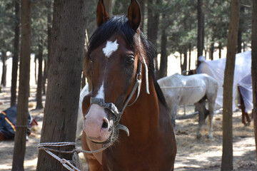 Emotional brown horse on nature