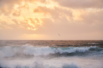 Seagull over crashing waves at sunset