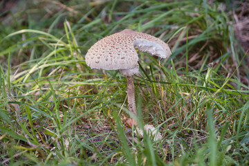Lépiote ; champignon comestible .