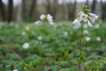 Meadow crees flowers