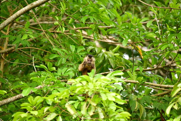 macaco prego
