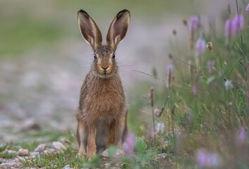 rabbit in the meadow