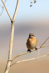 Cute bird. European Stonechat. Nature background. 