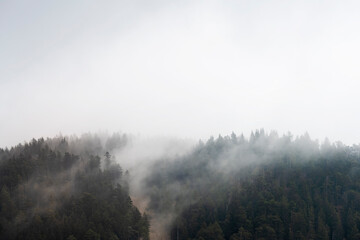 Fog wafts through the trees of the forest on a mountain