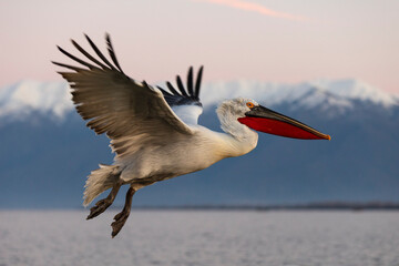 Dalmatian pelican. Dalmatian pelican in flight. Pelicans from Kerkini lake, Greece.