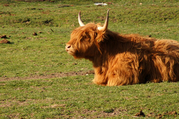 Hochland Rind Highland Cattle auf der Weide