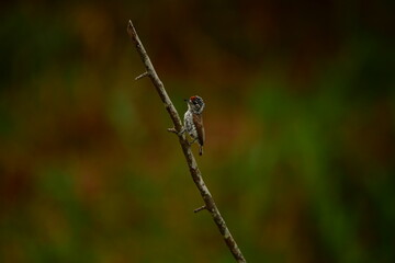 pica pau anão escamado
