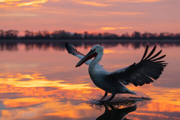 Dalmatian pelican. Dalmatian pelican in flight. Pelicans from Kerkini lake, Greece.