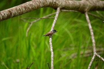 pica pau anão escamado