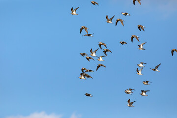Flying birds. Blue sky background. Birds: Ruff. Philomachus pugnax. 