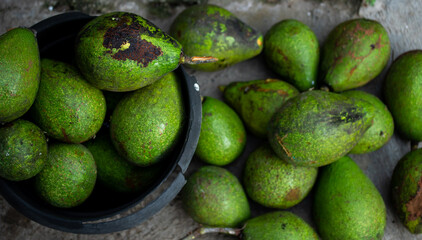 The best fruit in tropical country, this is it the Avocado. Alpukat or Avocado. selective focus