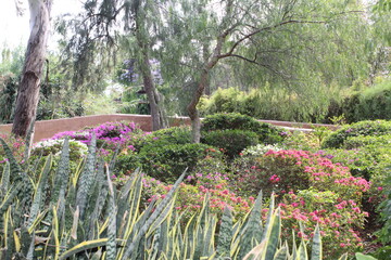 Jardín multicolor de buganvilias 