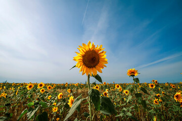A field of wild sunflowers against a blue sky on a summer sunny day.
