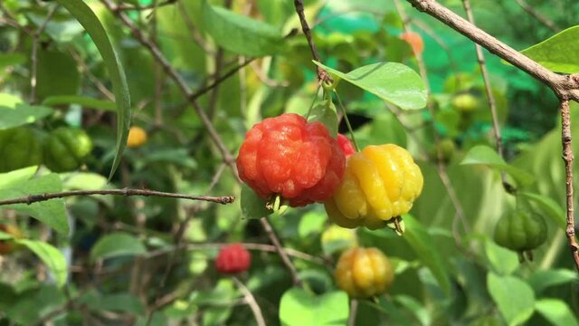 The Surinam Cherry (Eugenia uniflora) tropical fruit in garden video.