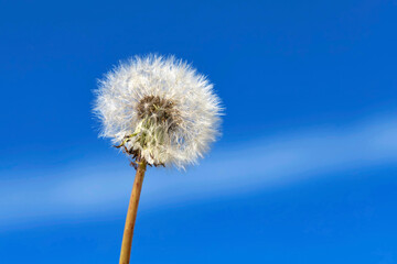 White dandelion on blue sky. Summer sunny day.