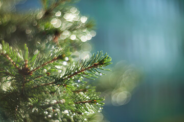Fototapeta na wymiar Blurred green pine branch with needles and bokeh